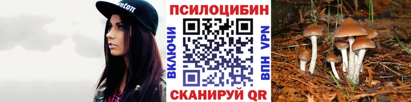 что такое   Тамбов  ссылка на мегу онион  Галлюциногенные грибы Psilocybine cubensis 